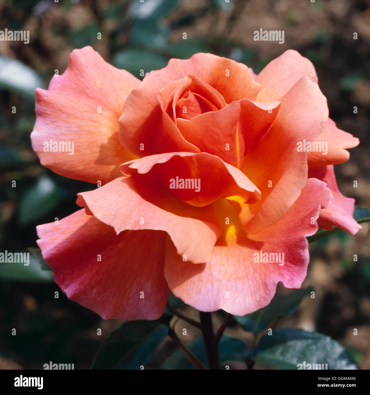 Rosa - `Fragrant Delight' (Floribunda)   RFL043071 Stock Photo